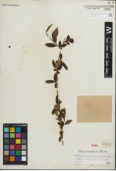 Foto von Salix paraplesia C. K. Schneid.